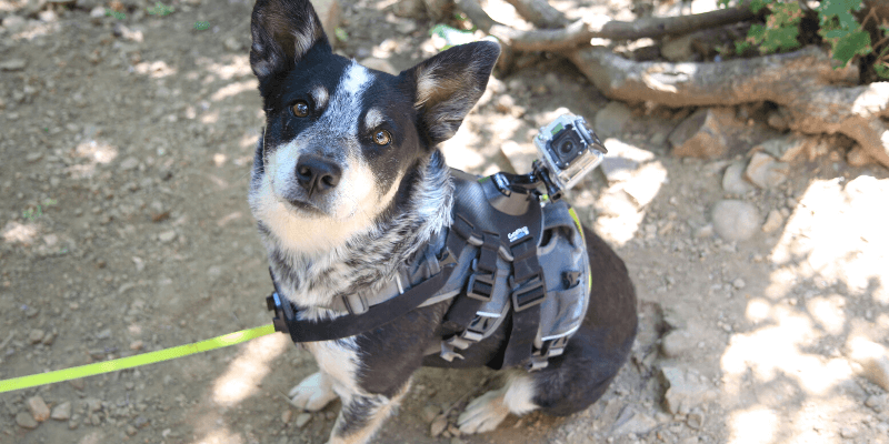 Best gopro dog harness Clearance